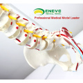 SPINE05-1 (12378) Medical Anatomy Espina flexible humana con cabezas de fémur y músculos pintados, modelos de columna vertebral de tamaño real